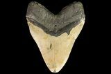 Fossil Megalodon Tooth - + Foot Shark #75532-2